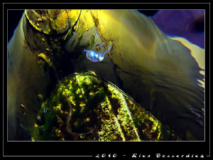 "Baby Squid & Zodiac". At the end of a nightdive I have f... by Rico Besserdich 